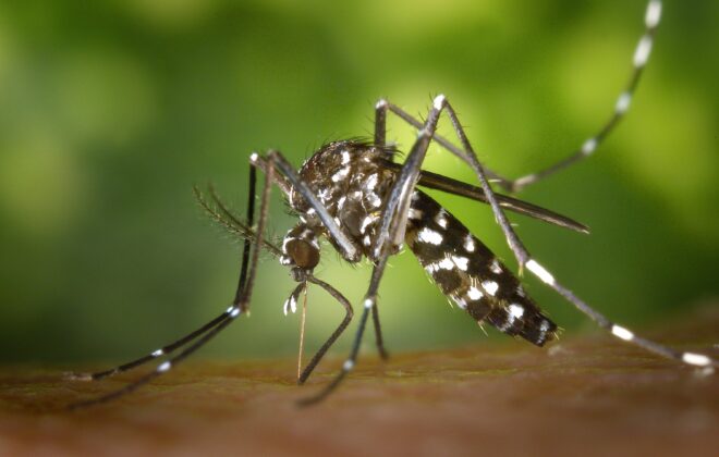 Dengue: Dicas Cruciais para uma Rotina Segura